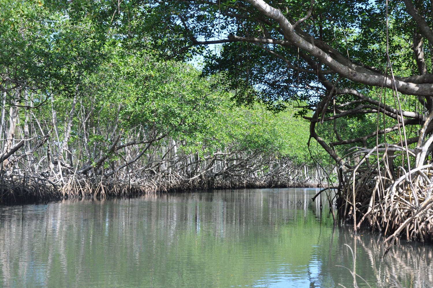 Los Haitises National Park mangroves