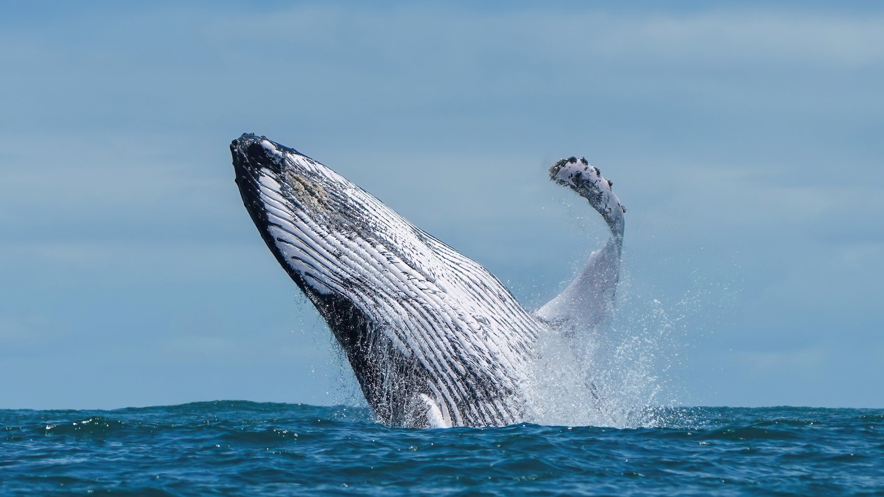 A humpback whale breaching