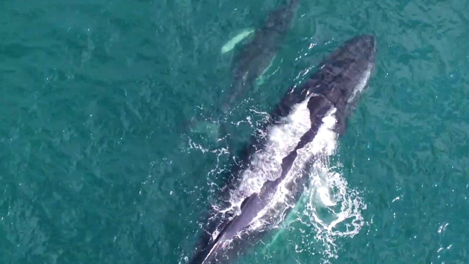 A humpback mother and calf from the estate's drone